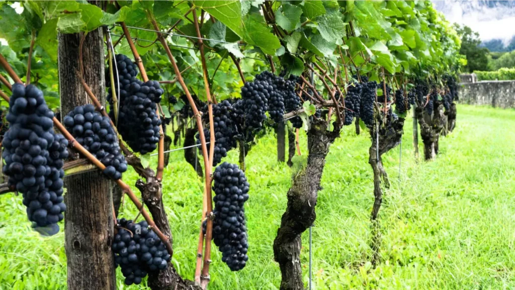 Bunches of ripe grapes hanging
