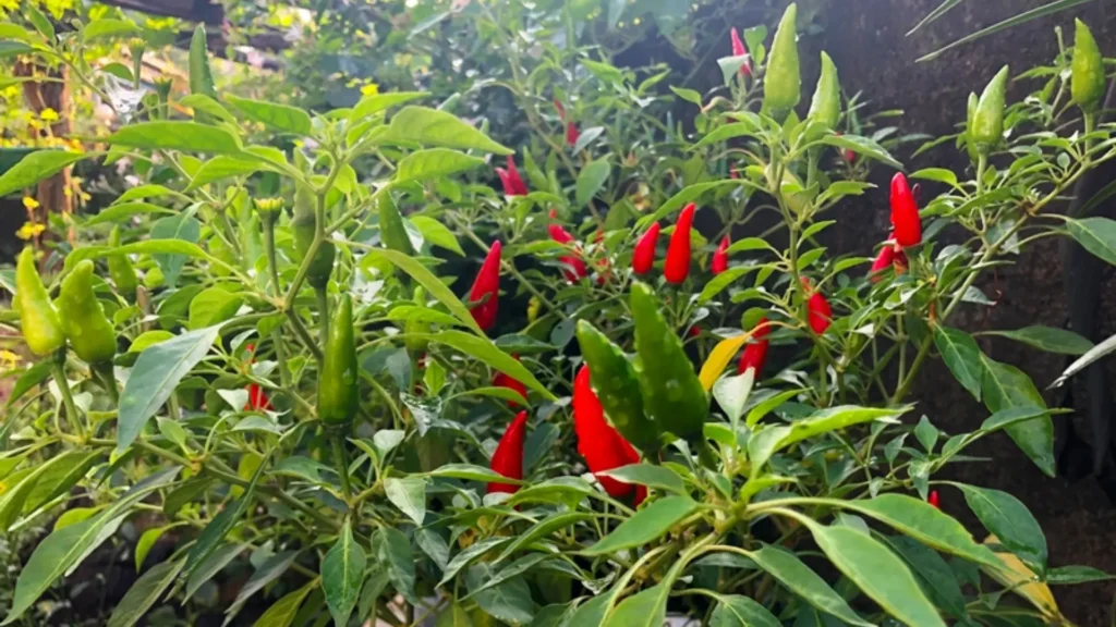Chillie grow in gardern
