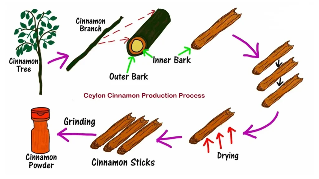 Cinnamon peal off process