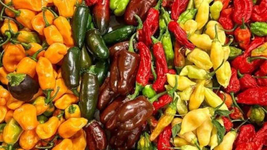 Different color chillies in market