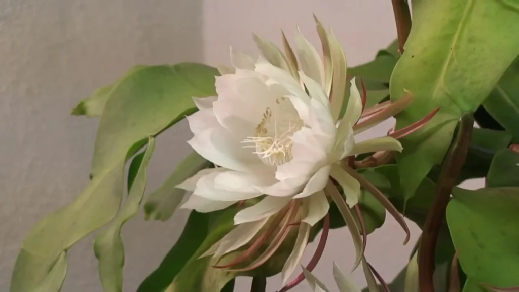 Kadupul flower