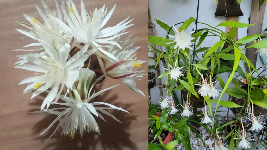 Kadupul flower moring