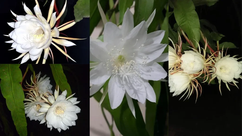 Kadupul flower right time