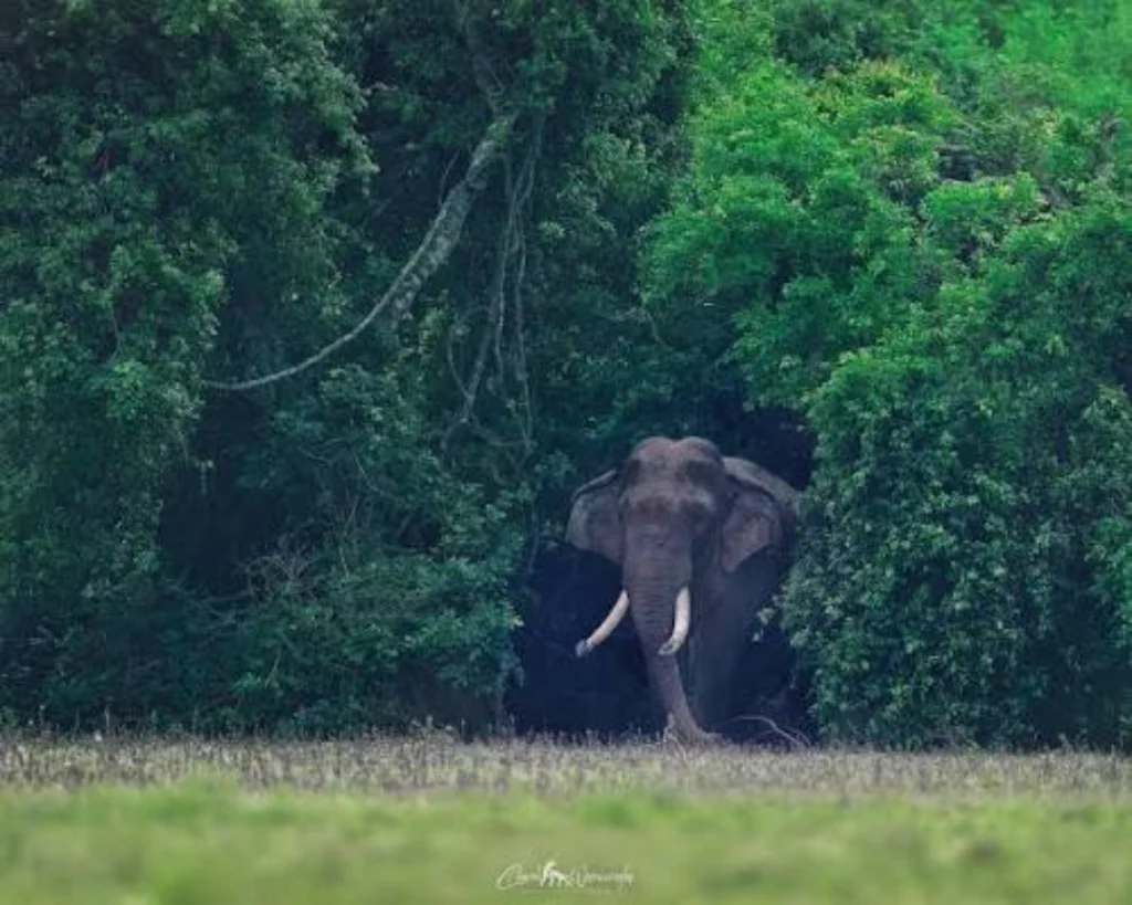 Kala wewa kawanthissa elephant