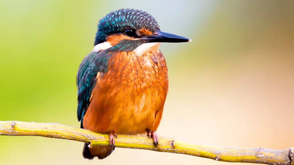Kingfisher perched on a branch