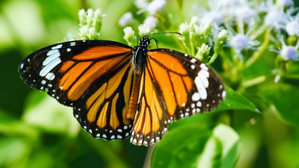 Kuckuls Butterflies