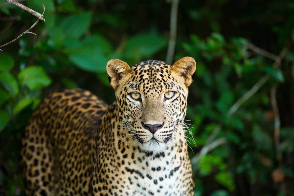 Kumana safari lepad