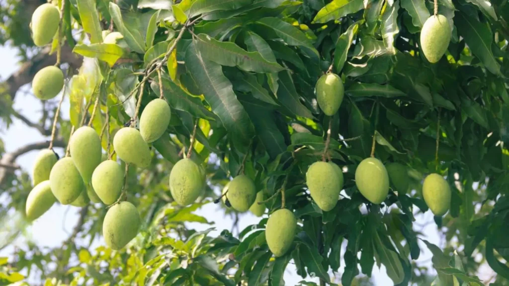 Mango Hanging on trees