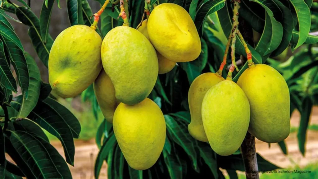 Mango season