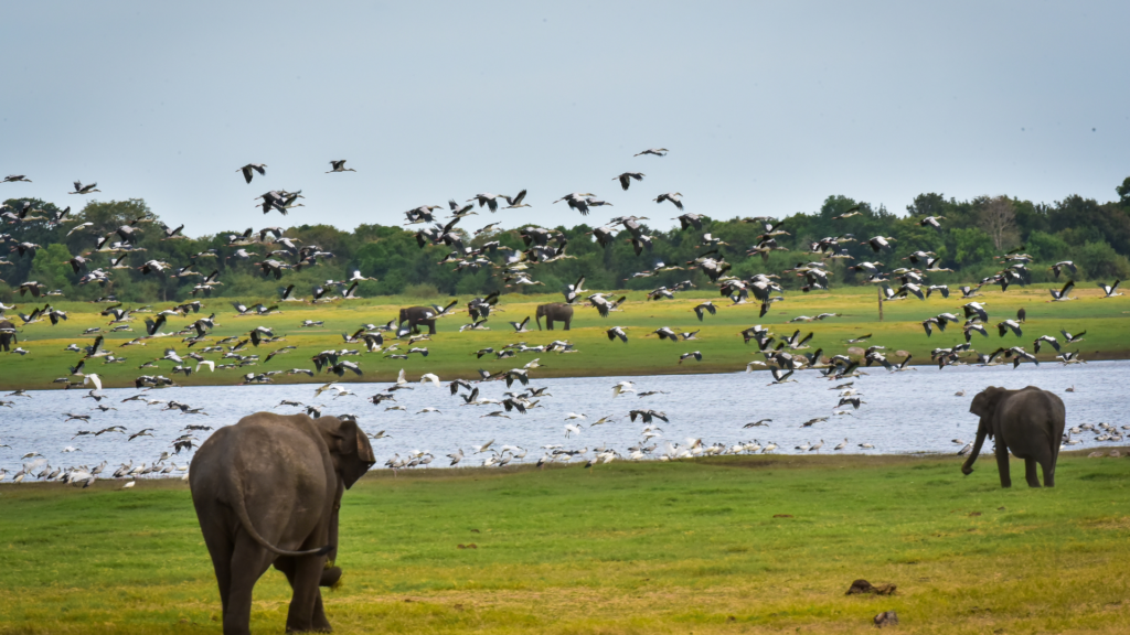 Minneriya elephant -river