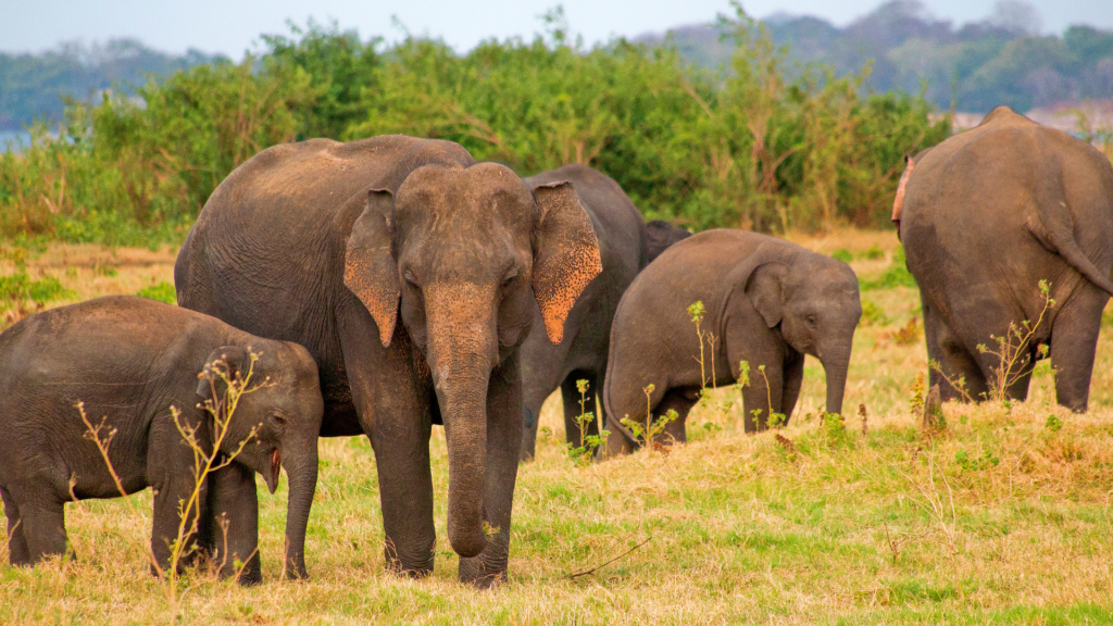 Minneriya national park