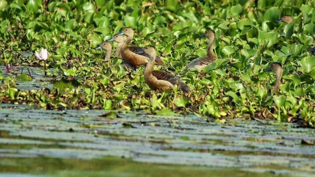 Muthurajawela birds