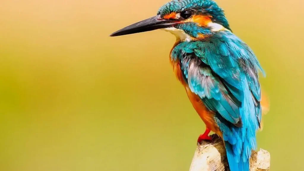 Muthurajawela wetland birds