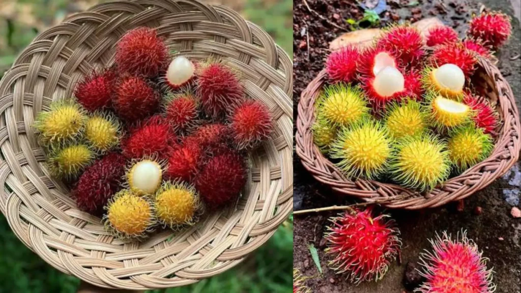 Red and yellow rambutans
