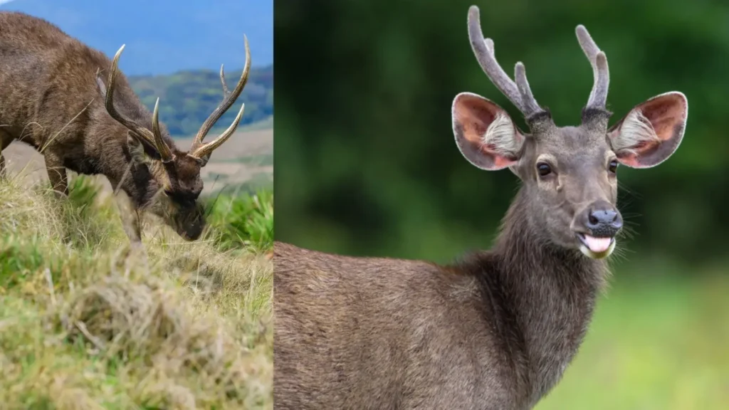 Sambar Deer Eating grasses