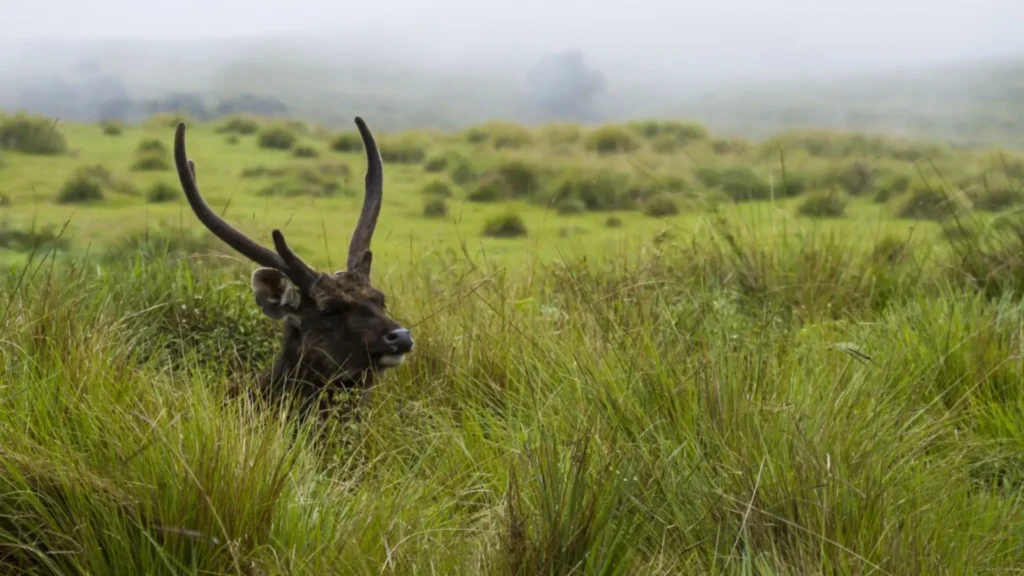 Sambar Deer Sri lanka