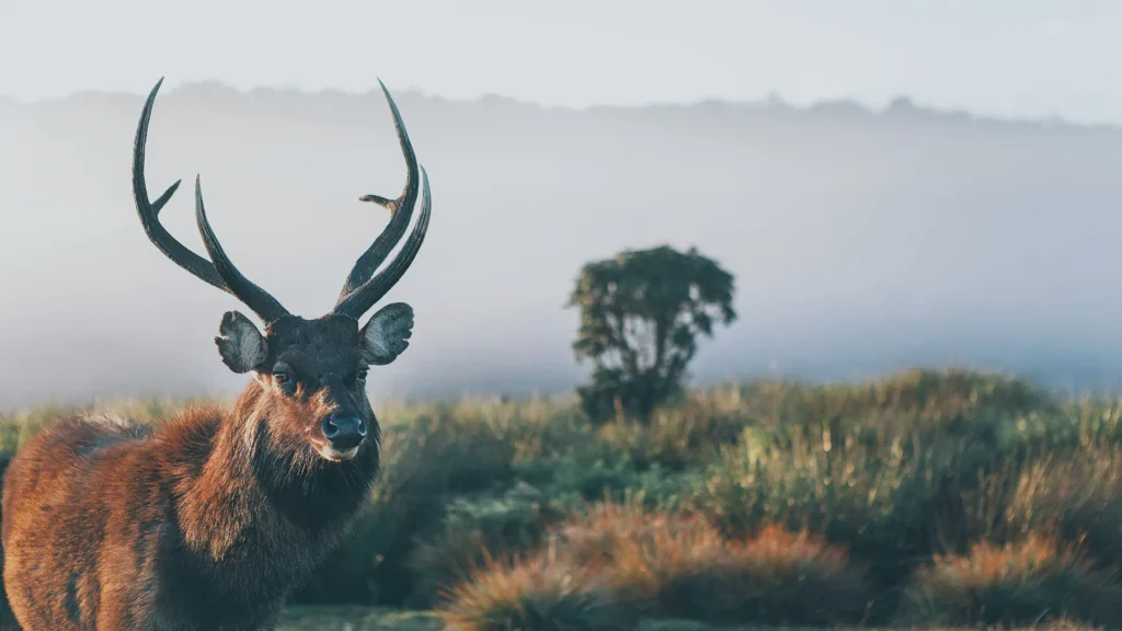 Sambar deer horton plains