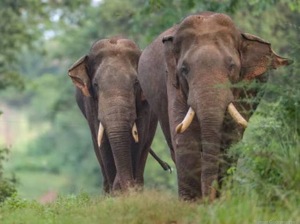 Two powerful tuskers
