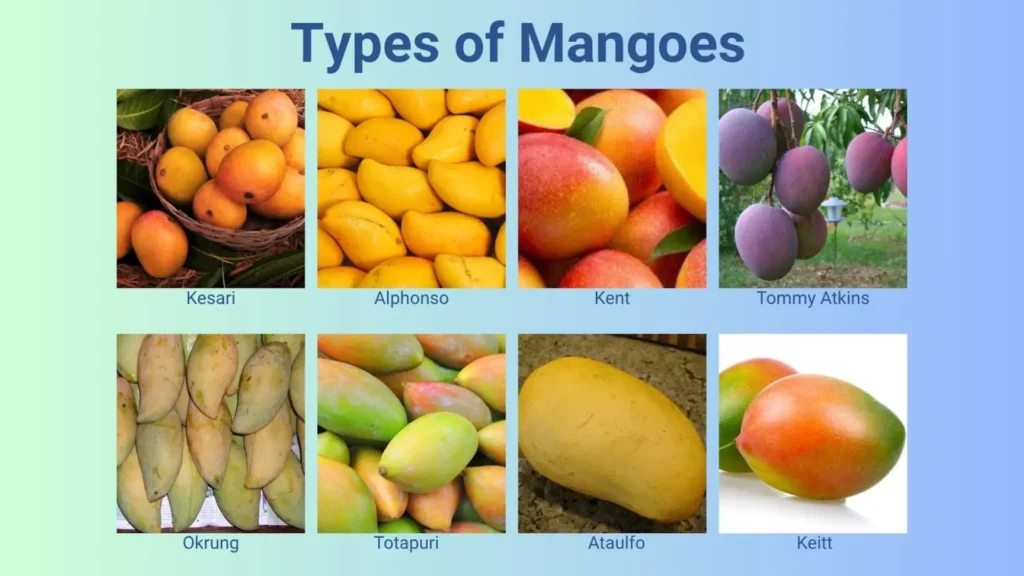 Type of mangos
