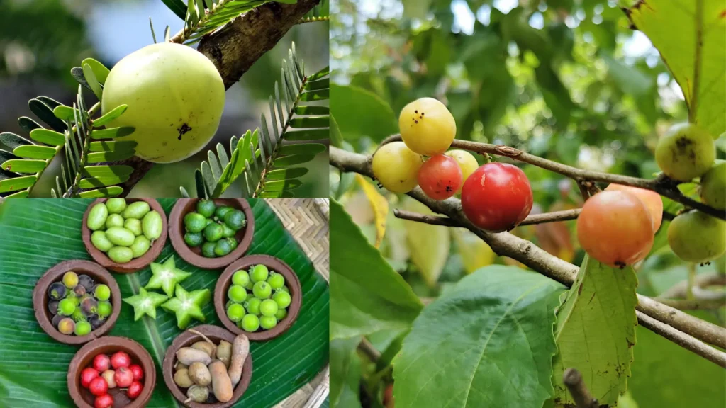 Wild life village fruits
