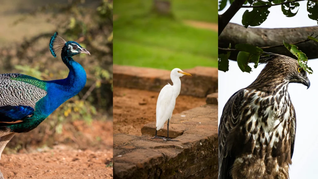 birds in sri lankan