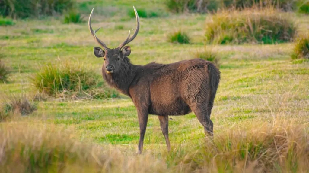 forest edges-sambar deer