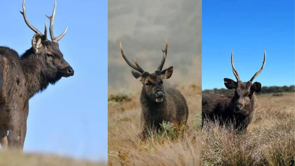 male sambar deer with large antlers