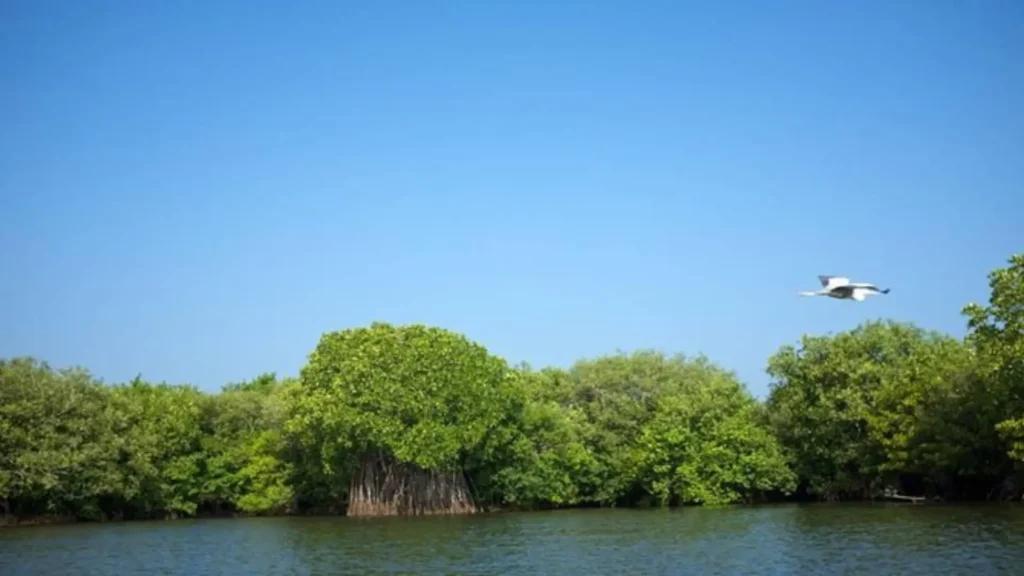 mangrove habitats