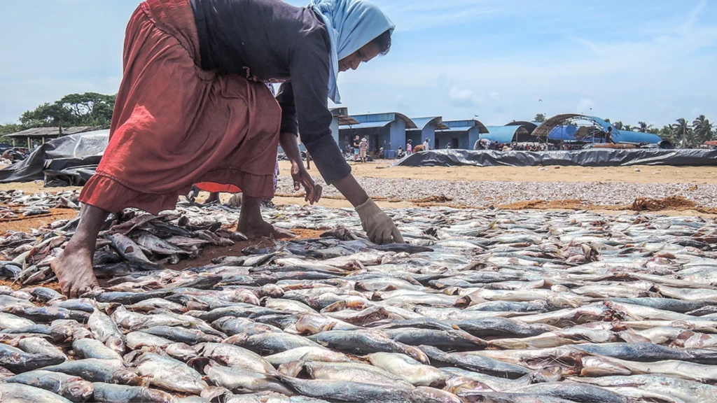 Rows of freshly caught fish laid