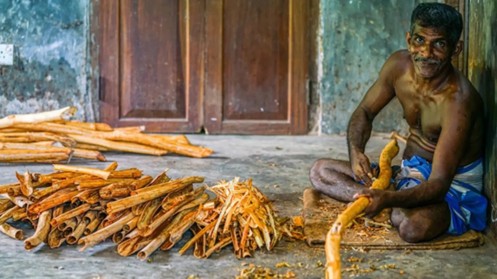 peeling cinnamon bark by hand