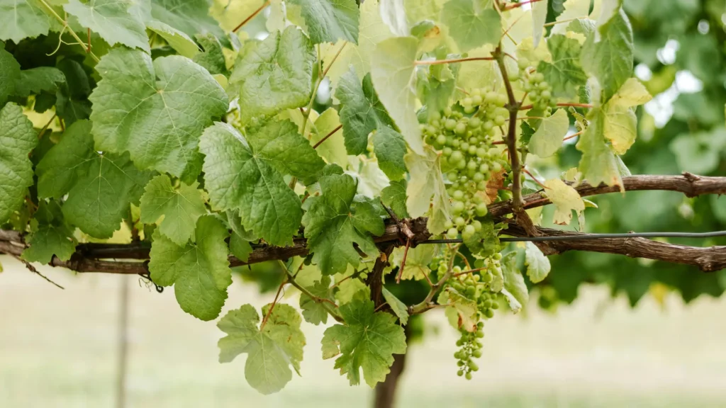 the shaded vines