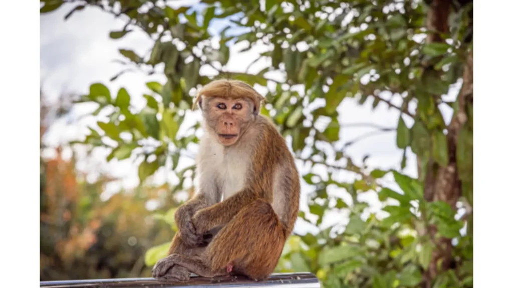 Close-up portrait of a toque macaque