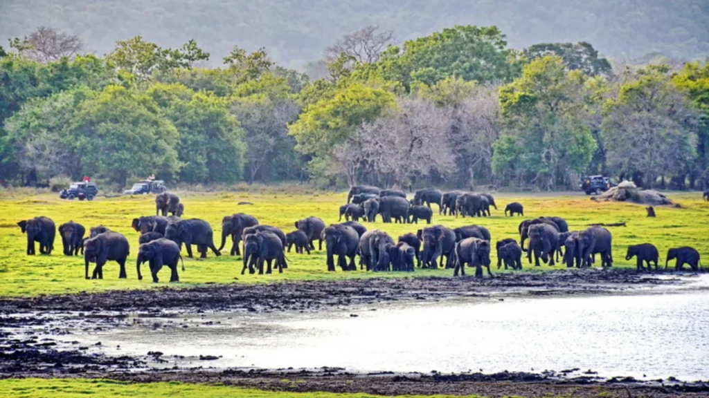 Elephant Gang