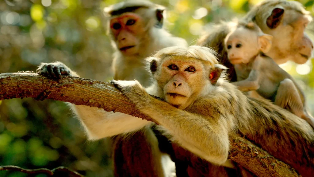 Group of macaques interacting within their troop