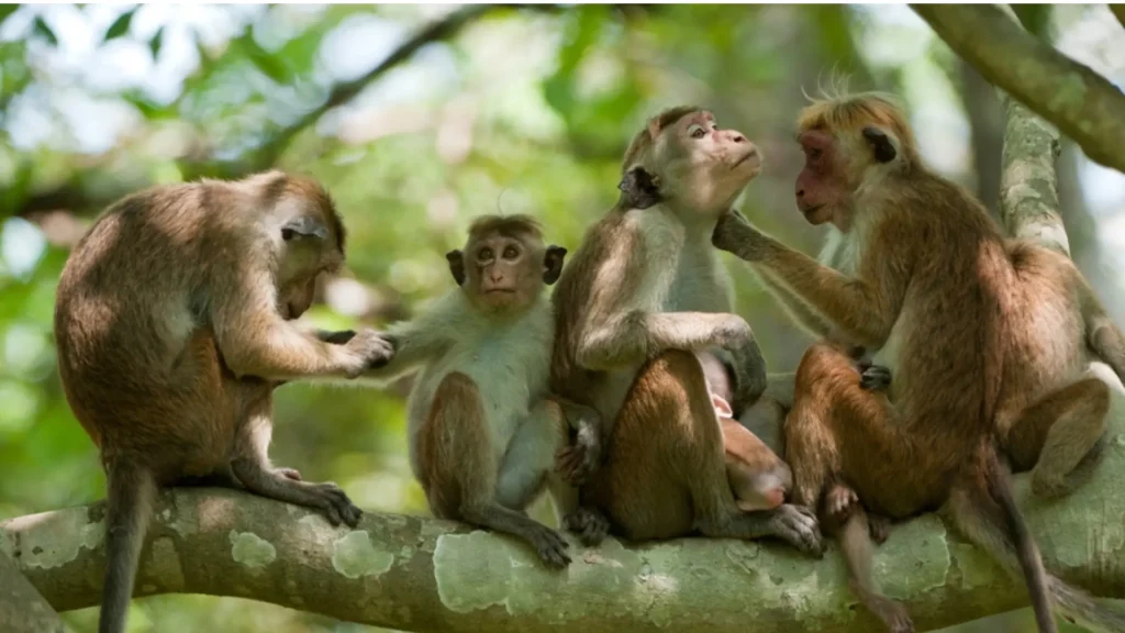 Monkey Kingdom documentary