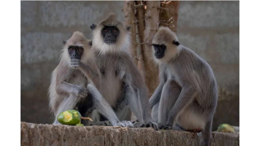 Monkeys exploring the ruins of Polonnaruwa