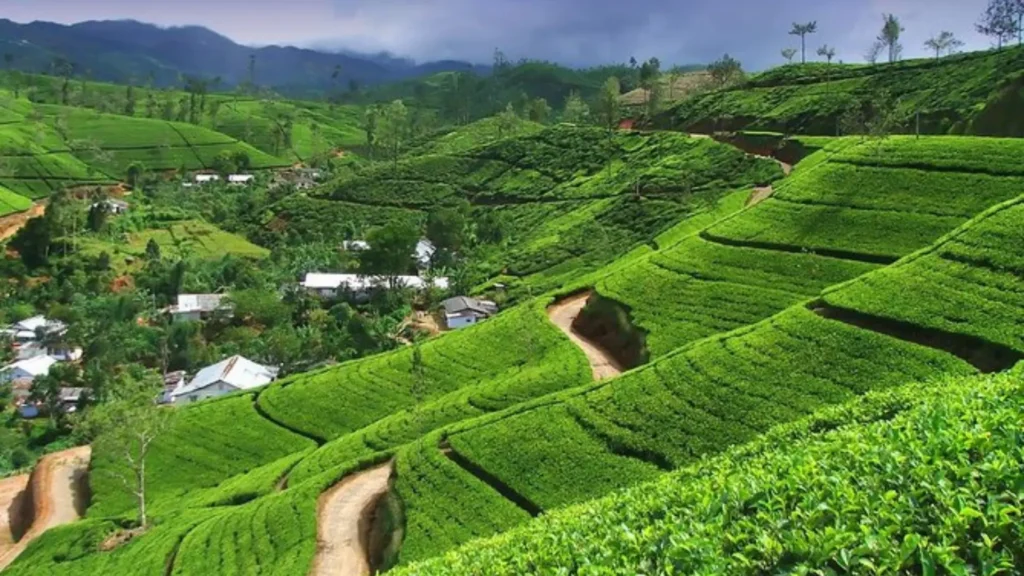 Scenic view of Nuwara Eliya