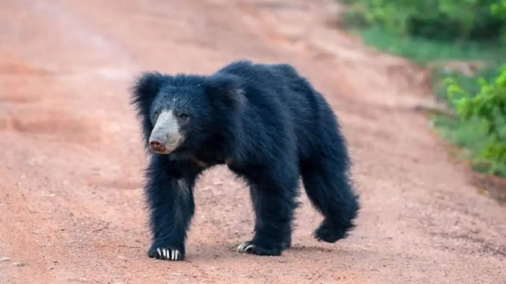 Sloth bear