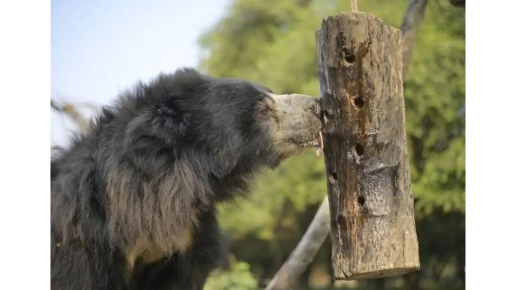 Sloth bear feeding