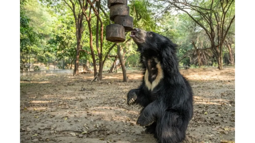 Sloth bear standing in the Yala