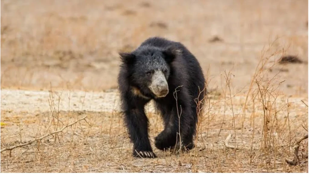 Searching for Sri Lanka’s Elusive Sloth Bear