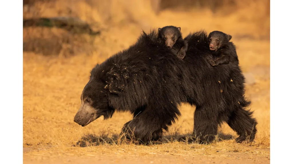 Sloth bear with cubs