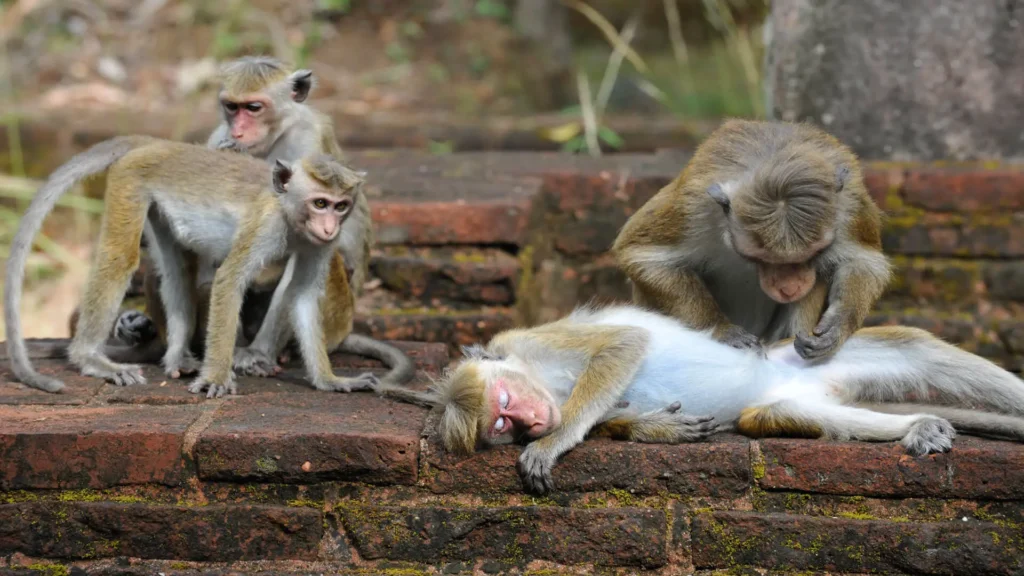 Toque macaque among the ancient ruins
