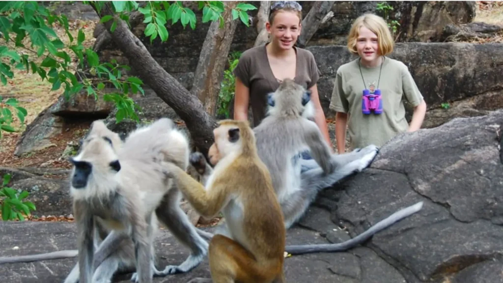 Visitors observing monkeys