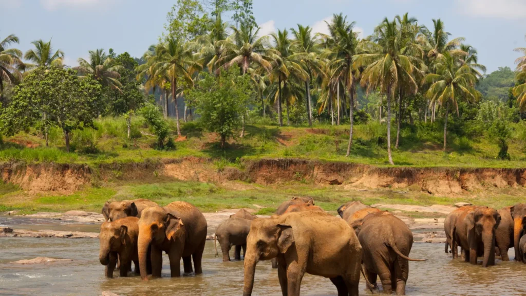 Wild Sri Lankan elephants walking through the forest