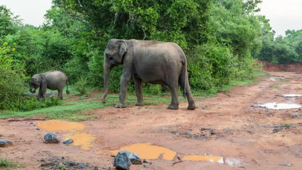 Wild Sri Lankan elephants walking through the forest1