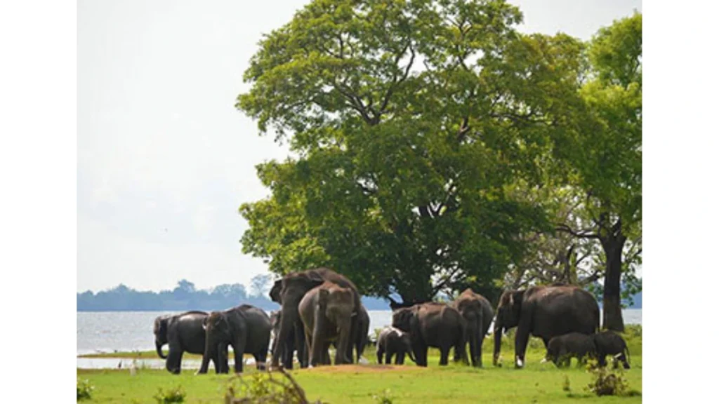 wewa and elephants