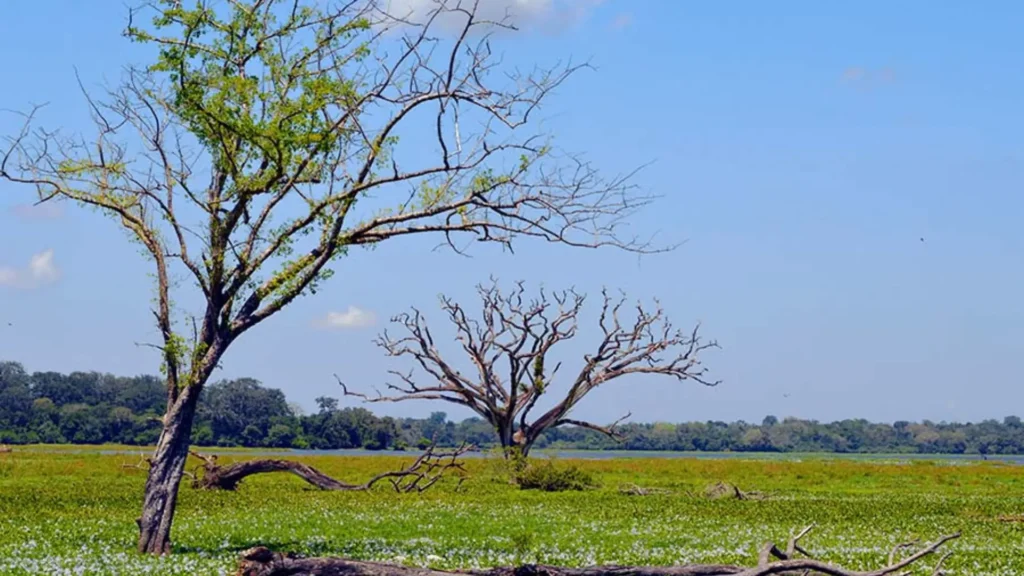 Lahugala tank view point