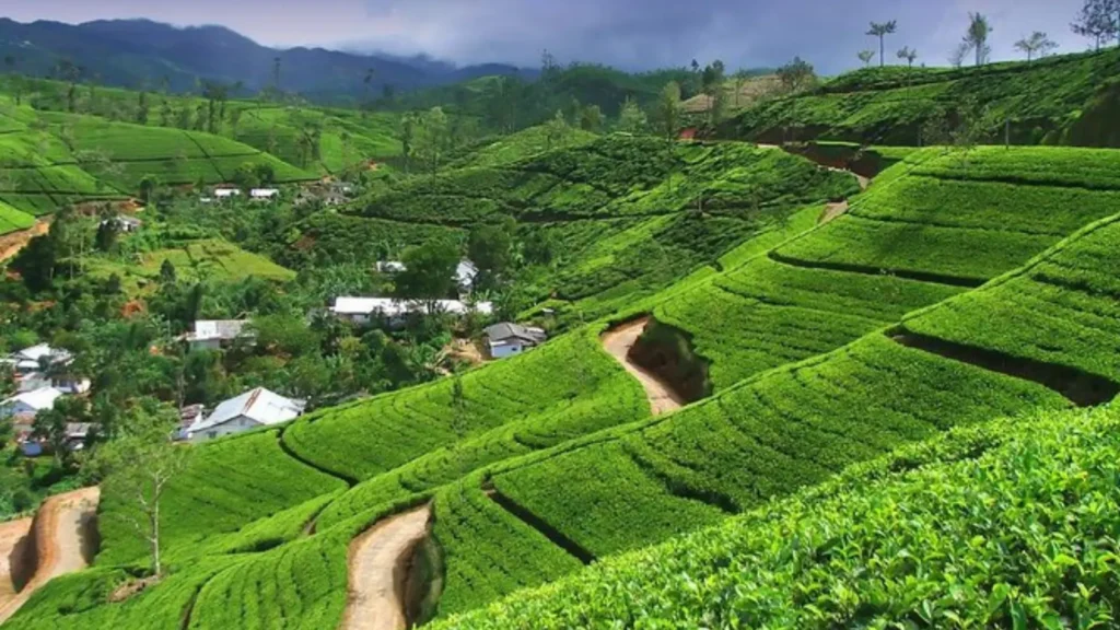 Nuwara Eliya scenic transfer