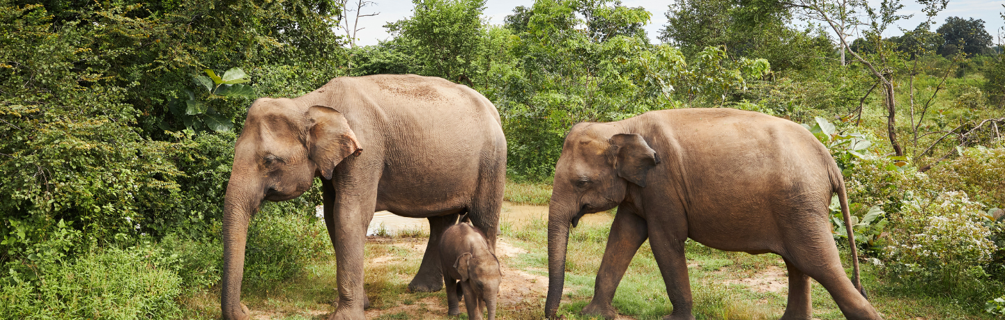 elephant banner